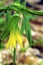 Large-flowered Bellwort  8925