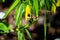 The large-flowered bellwort or merrybells