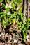 The large-flowered bellwort or merrybells