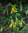 Large-flowered bellwort or merrybells Uvularia grandiflora