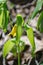 Large-Flowered Bellwort, Uvularia grandflora