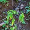 Large-Flowered Bellwort, Uvularia grandflora