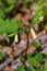 Large Flowered Bellwort, Uvularia grandflora