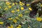 Large-flowered cinquefoil Potentilla fragiformis ssp. megalantha, flowering plant