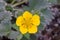Large-flowered cinquefoil Potentilla fragiformis ssp. megalantha, yellow flower