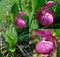 The Large-flowered Cypripedium