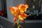 Large-flowered gladiolus `Princess Margaret Rose` in the garden. Berlin, Germany