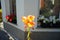 Large-flowered gladiolus `Princess Margaret Rose` in the garden. Berlin, Germany