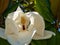 Large-flowered magnolia, Bull Bay magnolia, evergreen tree with leathery leaves.