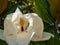 Large-flowered magnolia, Bull Bay magnolia, evergreen tree with leathery leaves.