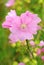 Large flowered mallow Malva alcea