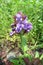 Large-flowered selfheal (Prunella grandiflora)