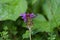 Large flowered selfheal Prunella grandiflora