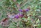 Large flowered selfheal Prunella grandiflora in full bloom