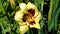 Large-flowered sort of day-lily El Desperado of yellow in a garden.  Yellow hemerocallis blooming closeup