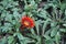 Large flowerhead of Gazania in brilliant shades of red