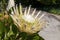 Large flowerhead of a Protea cynaroides `king white` in garden