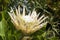 Large flowerhead of a Protea cynaroides `king white` in garden