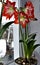 Large flowering amarillis or Hippeastrum