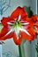 Large flowering amarillis or Hippeastrum