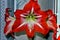 Large flowering amarillis or Hippeastrum