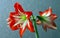 Large flowering amarillis or Hippeastrum