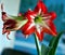 Large flowering amarillis or Hippeastrum