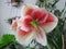 Large flowering amaryllis