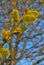 Large flowering catkins with pollen pistils.