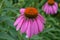 Large Flowering Coneflower Blossom in a Garden