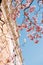 Large flowering magnolia branches closeup