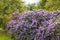 Large flowering shrub of purple rhododendron in park.