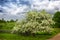 Large flowering tree