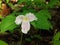 Large-flowering Trillium - Trillium grandiflorum