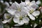 Large flowers of an apple tree.