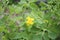 Large flowers of celandine in the grass. Spring flowering of medicinal herbs