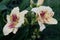 Large flowers of a hemerocallis.