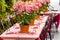 Large flowers on outdoor dining tables in Lucca Italy