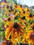 Large flowers of red and yellow rudbeckia. Blooming flowers rudbeckia flower bed in the summer garden.