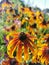 Large flowers of red and yellow rudbeckia. Blooming flowers rudbeckia flower bed in the summer garden. Soft blurred