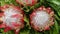 Large flowers of royal protea close-up