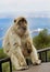 A large fluffy Barbary Macaque sitting on a railing at the top of the rock of gibraltar