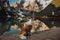 Large and fluffy Bernese Mountain Dog lying on the wooden pier of the mountains lake