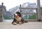 Large and fluffy Bernese Mountain Dog lying on the wooden pier of the mountains lake