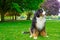 Large and fluffy Bernese Mountain Dog sitting in the park, looking away, panting.