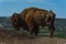 Large fluffy bison in Badlands National Park of South Dakota