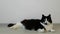 A large fluffy black and white cat is lying on the floor in a bright room and watching something. Pupils increase, cat runs