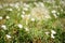 Large fluffy dandelion flower and birch bindweed plants grow in the sunny garden