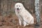 Large fluffy furry white Great Pyrenees Dog outside on a leash