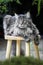 Large fluffy silver Maine coon cat lies on the stool in the backyard of the house.